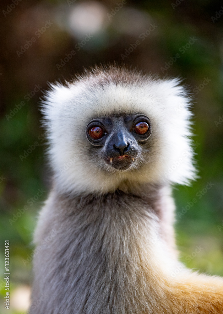 Naklejka premium the dancig Lemur
