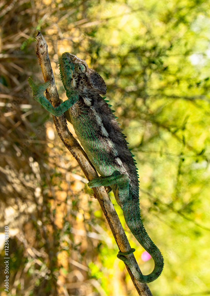 Fototapeta premium chameleon on a branch