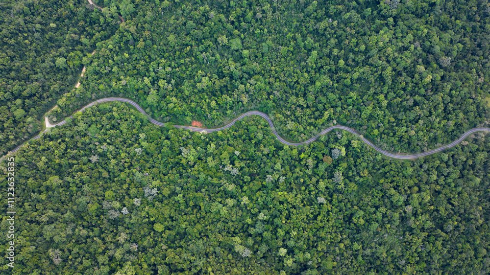 Obraz premium a road in the forrest