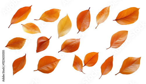 Autumn leaves of various shades, isolated on transparent background. Nature and seasonal change concept photo