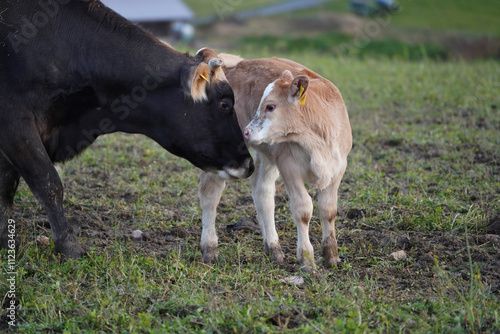 Kuh und neu geborenes Kalb photo