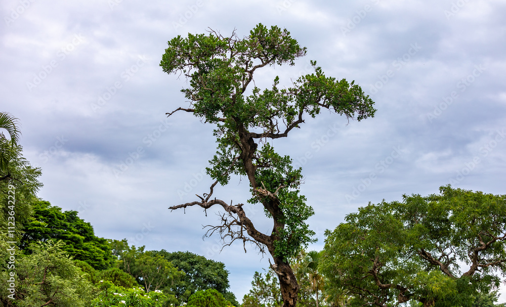 old tall tree isolated in the rainforest old tall tree isolated in the rainforest