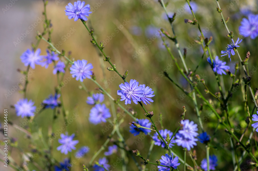 Cichorium intybus Common chicory wild bright blue flower in bloom, perennial herbaceous flowering plant