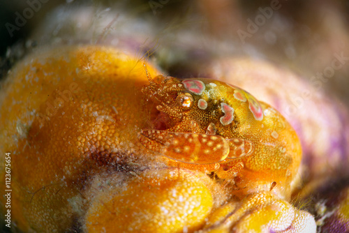 Shrimp Odontonia katoi. Photo was taken in the island Romblon, Philippines photo