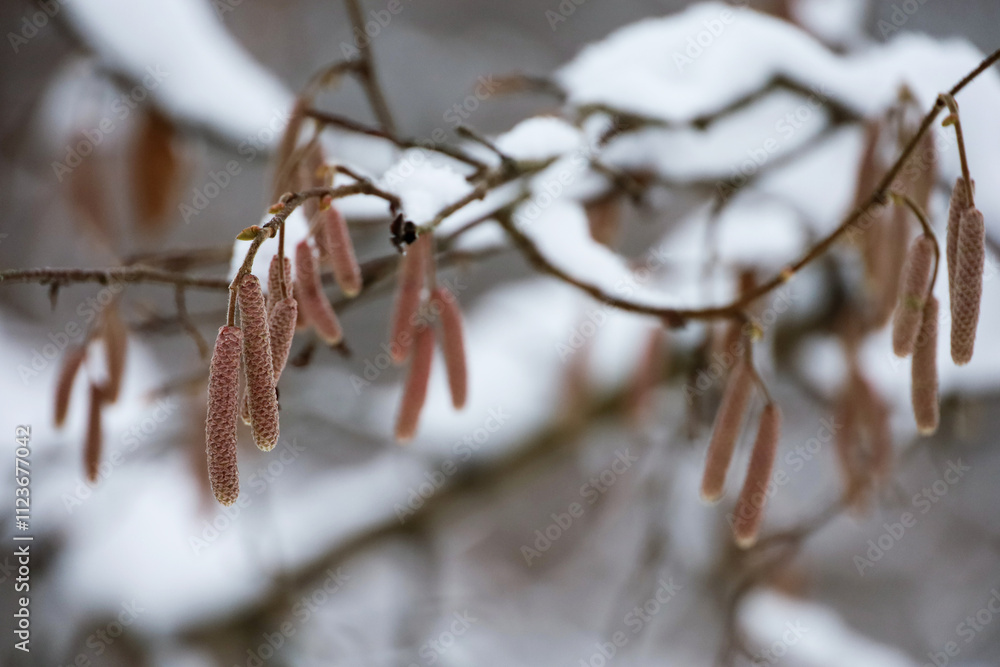 Hazel catkins on a tree twig covered with snow on blurred background. Forest in winter, frost weather Hazel catkins on a tree twig covered with snow on blurred background. Forest in winter, frost weather
