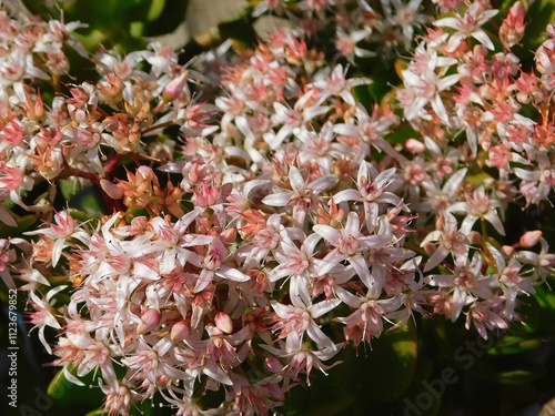 Money tree, or Crassula ovata, flowers