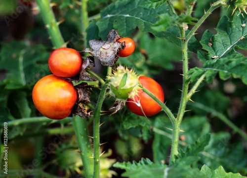 red fruits of Solanum Dulcamara plant close up photo