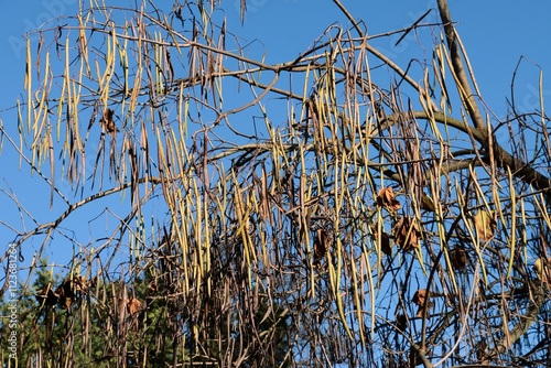 Catalpa tree at autumn with seed vessels photo