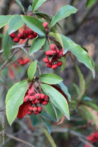 Stranvaesia Davidiana tree with red berries at autumn close up photo