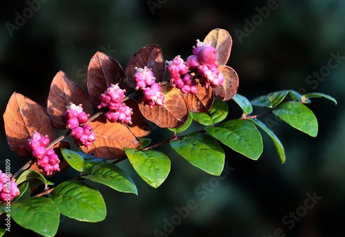 pink berries of Symphoricarpos orbiculata bush at autumn close up photo