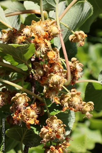 Actinidia chinensis bush with green foliage and flowers close up at spring