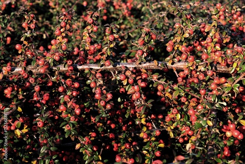 red,small,round berries of cotoneaster horizontalis bush at autumn close up photo