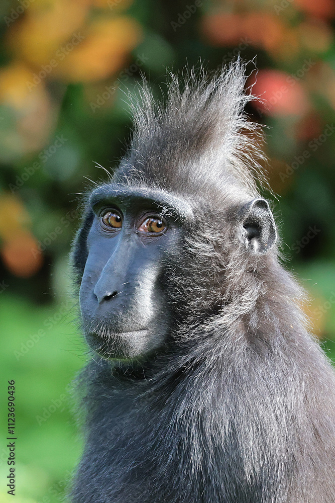Portrait of Crested Macaque (Macaca Nigra) close up shot