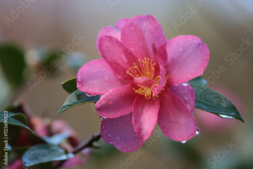 Obraz na płótnie beautiful Camelia flower in garden close up shot w salonie