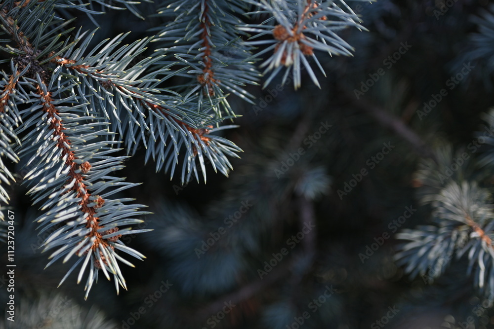 blue Christmas tree branches texture close up, macro green branch Christmas concept, macro blue Christmas branch tree evergreen close up blue Christmas tree branches texture close up, macro green branch Christmas concept, macro blue Christmas branch tree evergreen close up
