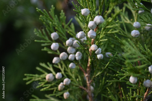 background green juniper branches texture ripe blue berries close-up gradient turquoise color fragrant spice in nature	
 photo