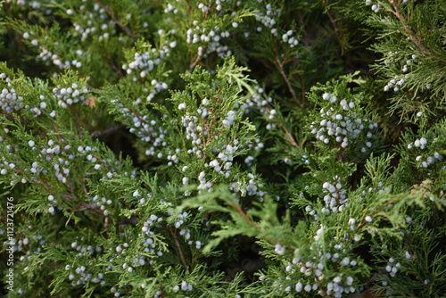 background green juniper branches texture ripe blue berries close-up gradient turquoise color fragrant spice in nature	
 photo