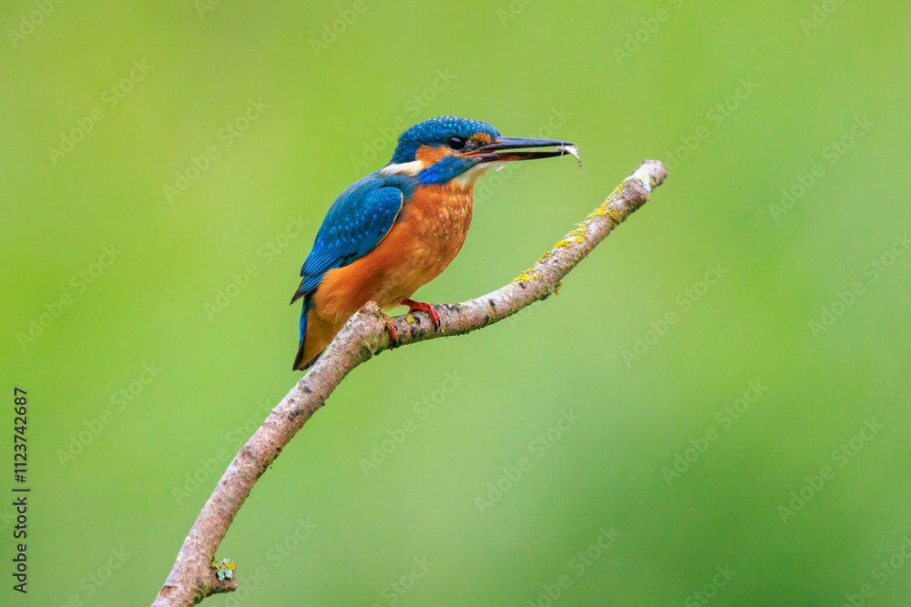 Obraz premium Close up of a Kingfisher, Alcedo Atthis, fishing