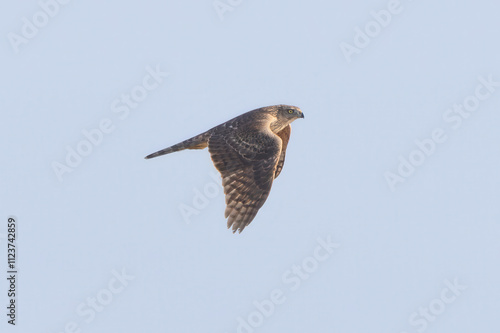 飛翔するオオタカの若鳥 photo