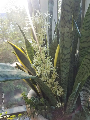 snake plant or mother in law tongue, Dracaena trifasciata blooming white blossoms photo