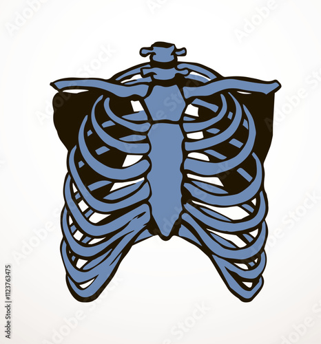 Vector drawing. Thorax and ribs