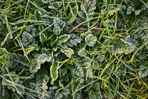 green grass leaves covered with ink photo from above, green background covered with white ice, frozen leaves texture  photo