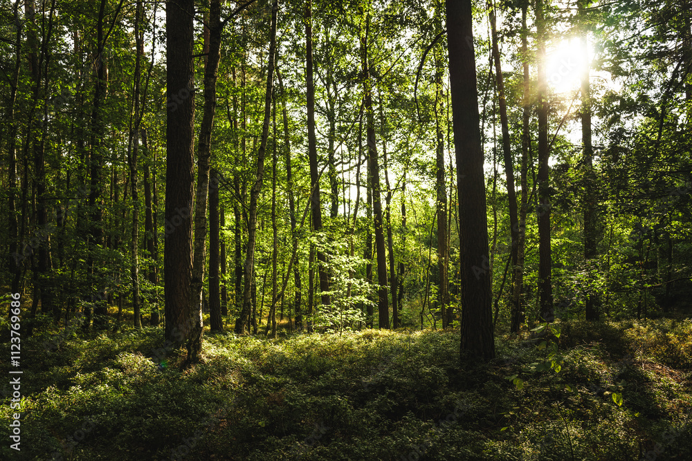 Fototapeta premium The bright sun is shining through the lush trees in the forest