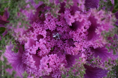 purple texture pink background High quality photo macro photography gradient white green ornamental Brassica oleracea acephala purple cruciferous family decorative carved cabbage leaves, poster, banne