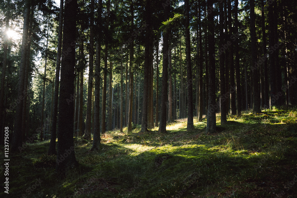 Obraz premium The bright sun is shining brightly through the trees in the forest