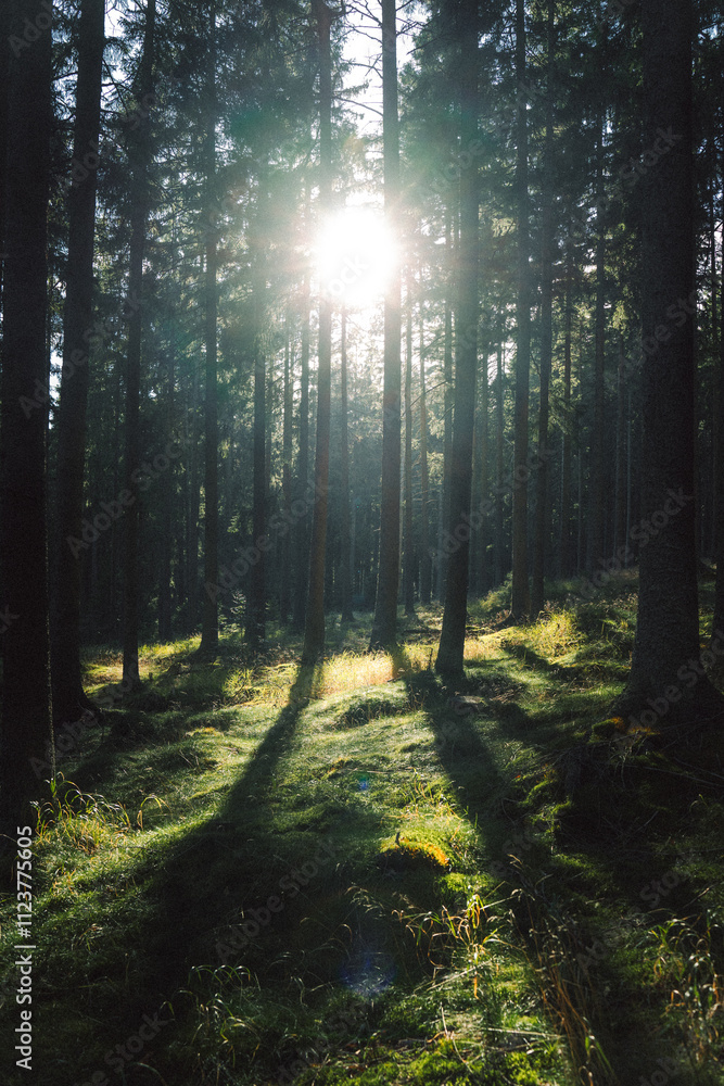 Obraz premium The bright sun is shining brightly through the trees in the forest