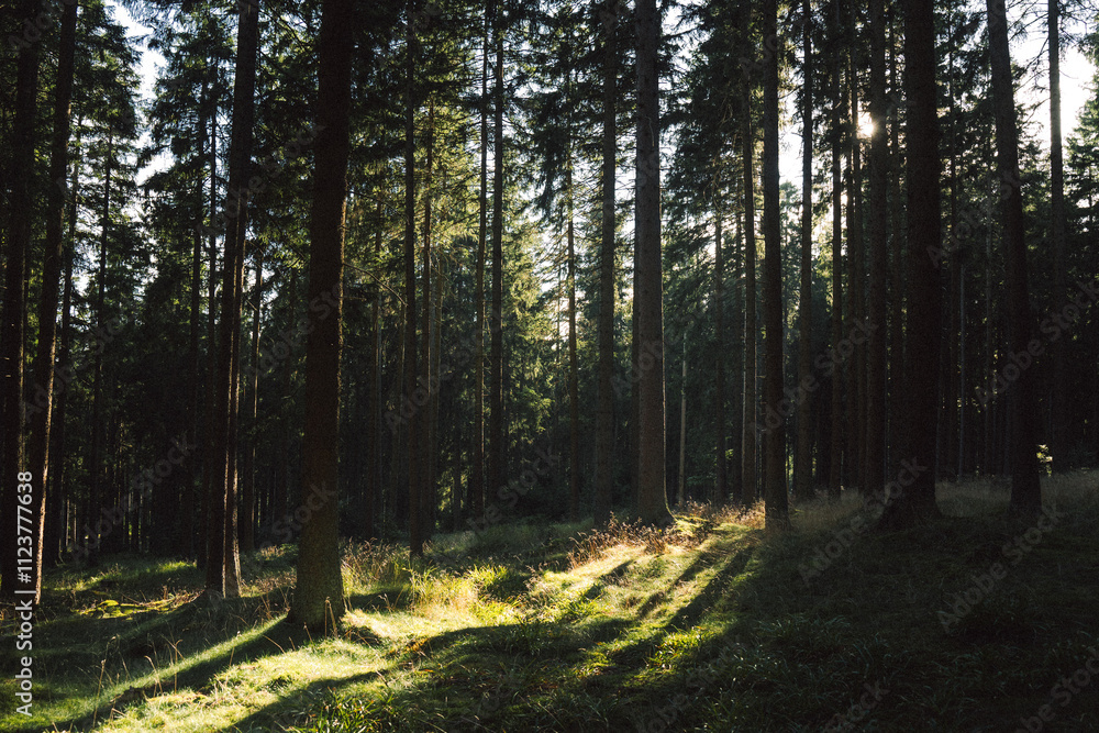 Fototapeta premium The bright sun is shining brightly through the trees in the forest