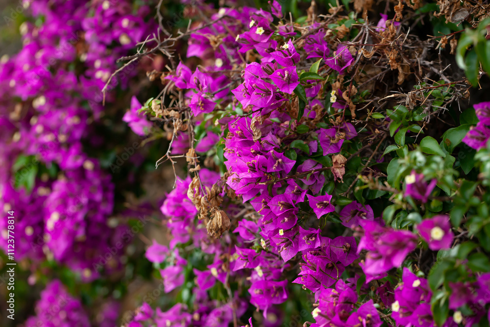 Obraz premium Closeup of purple flowers Bougainvillea glabra outdoor