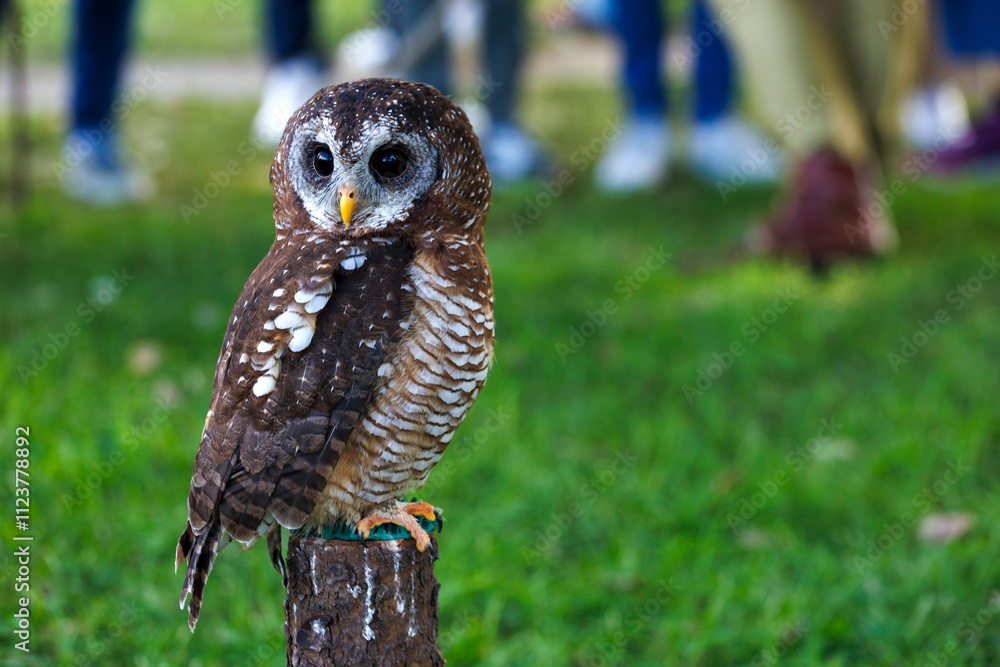 Fototapeta premium little owl perched. Mantova