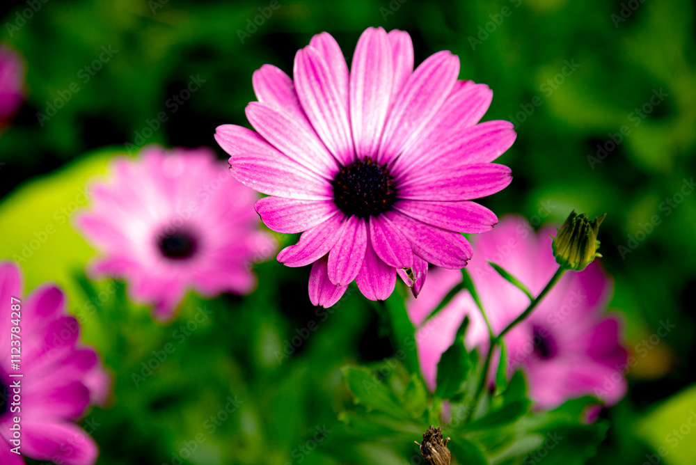 Obraz premium pink daisy flowers