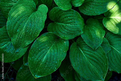 Obraz na plátně Large green leaves with water droplets close-up macro nature background fresh fo