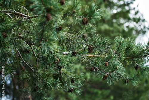 Close-up pine tree branches green needles brown pine cones natural forest background detailed texture nature photography suitable for backgrounds wallpapers botanical studies environmental themes photo