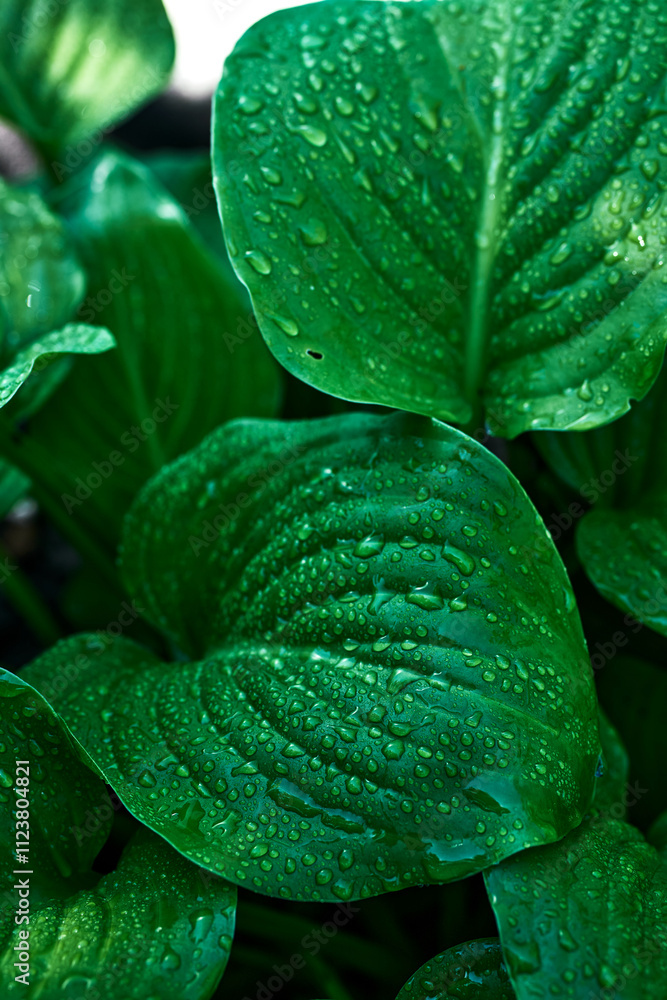 Obraz premium Green leaves with water droplets close-up macro nature background fresh foliage wet surface natural texture botanical detail vibrant color