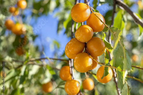 Wallpaper Mural Branch of plum tree with ripe yellow plums. Ripe yellow plums hanging on tree branch on sunny day Torontodigital.ca