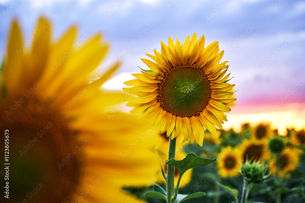 Fototapeta premium Sunflower field sunset vibrant yellow petals green leaves blue sky pink horizon close-up focus nature summer landscape blooming flowers