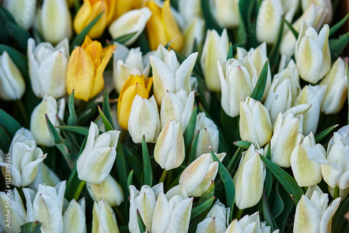 White tulips green leaves yellow tulips close-up spring flowers floral background nature garden plant petals blooming bouquet