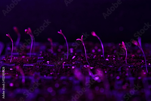 Young seedlings growing in soil under purple LED light macro photography close-up view of plant sprouts in dark environment indoor gardening horticulture