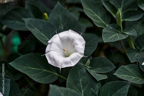 Datura white flower close-up green leaves nature plant bloom garden flora macro photography