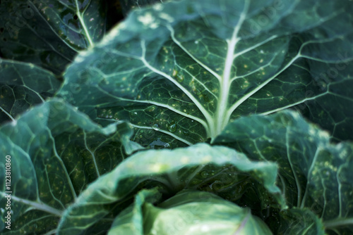 Close-up cabbage green leaves water droplets fresh vegetable organic garden healthy food nature photography high resolution detailed texture dark background.