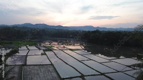 rice field view in the morning during the rice planting season