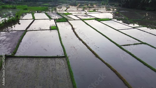 rice field view in the morning during the rice planting season