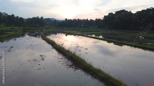 rice field view in the morning during the rice planting season