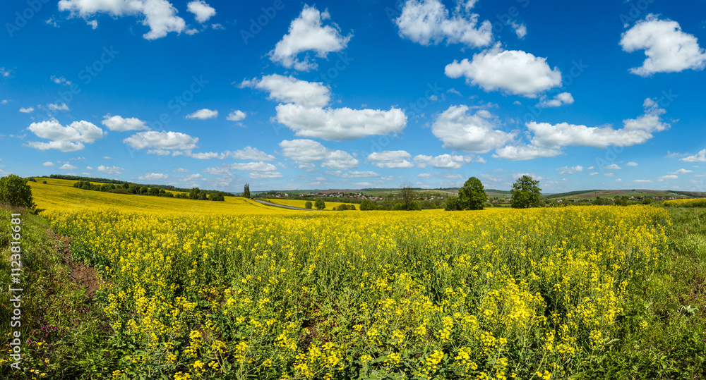 Obraz premium Spring rapeseed yellow blooming fields