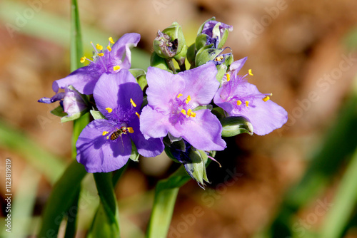 Purple flower being pollinated by bee