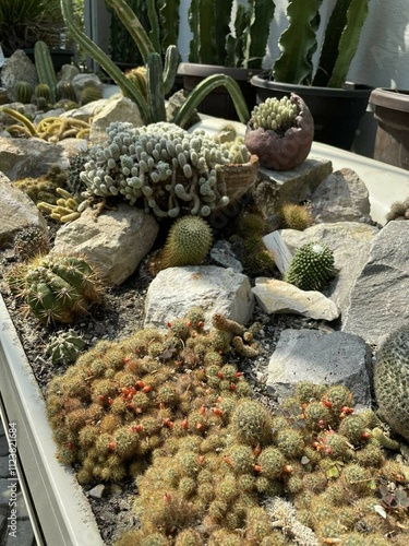 cactus in the garden