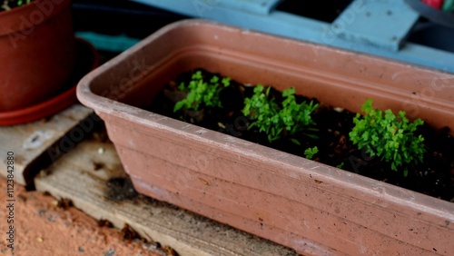 Wallpaper Mural a vegetable seedling from a box is standing on the ground
 Torontodigital.ca